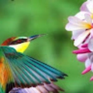 Meet your Posher, Mimiyea